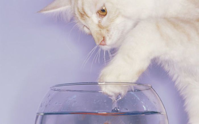 Кошки остерегаются воды, чтобы не намочить шерсть, т.к. он тогда теряет свои теплоизолирующие свойства.