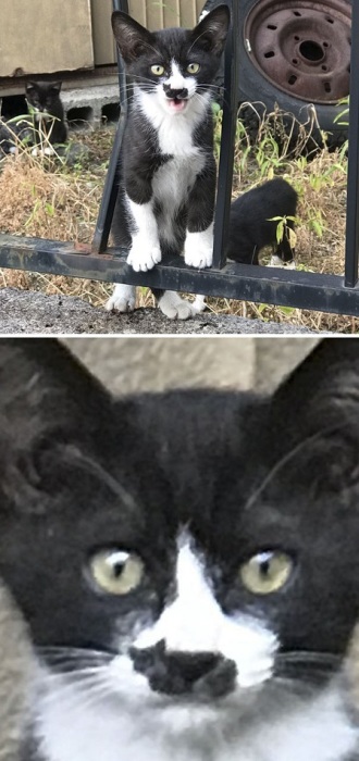Маленький черно-белый котенок с пятнышком в виде кошачьего силуэта.