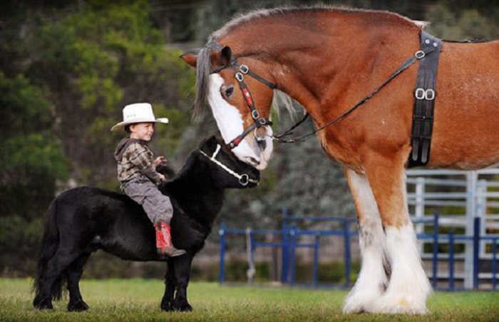 Мини-лошадки с успехом катают детей верхом до трёх лет.