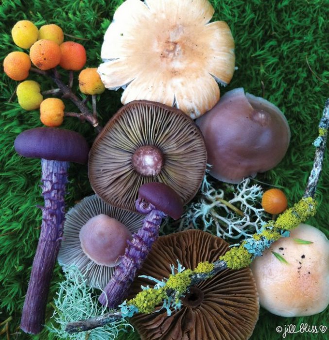 Волшебная красота грибов: 25 красочных натюрмортов, созданных художницей-натуралистом Джилл Блисс