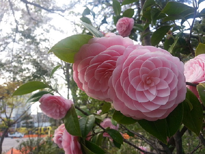 Розпустилися рожеві пелюстки камелії або Цубакі - назва квітки по японськи.