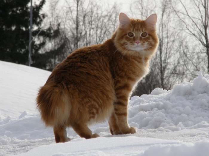 Российская порода домашней короткохвостой кошки. | Фото: udivitelno.com