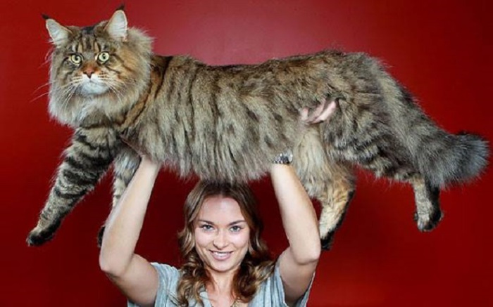 Мейн-кун по кличке Стьюи в 2010 году был занесен в Книгу рекордов Гиннесса как самый длинный кот в мире: его длина от кончика носа до кончика хвоста составляет 123 сантиметра! | Фото: udivitelno.com