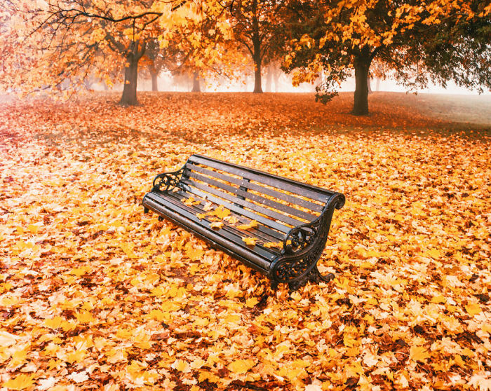 Мемориальная скамейка среди опавшей листвы в Гайд-парке.