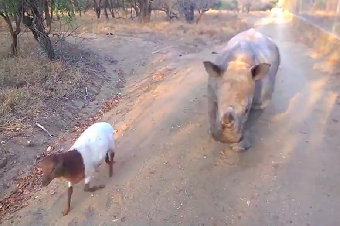 Ягнёнок Лемми пытается бодаться, как носорог, а Герджи как овца бегает и прыгает.