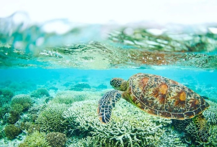 На самом южном коралловом острове Большого барьерного рифа в период с октября по декабрь происходит кладка яиц и появление на свет детенышей морских черепах.