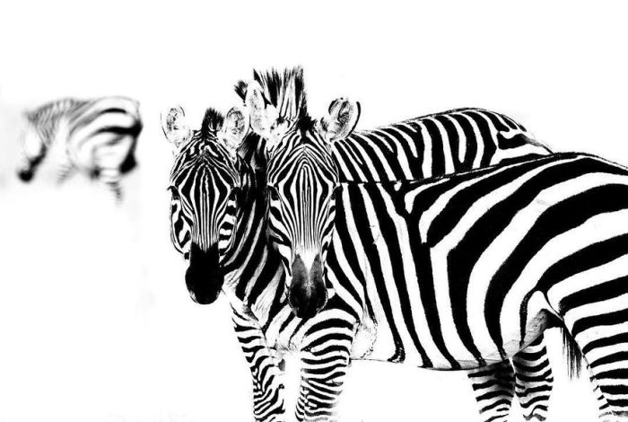 Полоски на шкуре зебры неповторимы - их уникальность можно сравнить с отпечатками пальцев человека.
