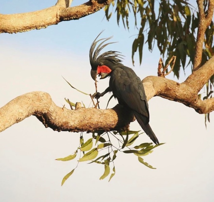 Самцы этих больших попугаев в период гнездовья стучат палкой по полому бревну, предупреждая других птиц о том, что данная территория занята.