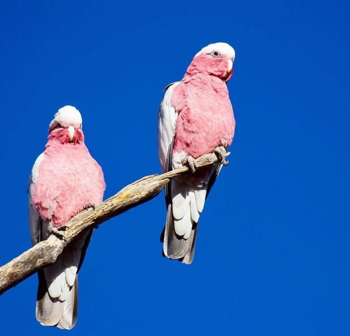 Эти птицы с изысканной окраской – настоящие воздушные акробаты, которые совершают отчаянные пикирующие полеты, ведь спасти от опасности их может только скорость.