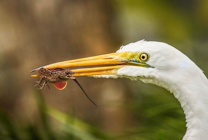 Агрессивная птица часто отнимает пищу у других, меньших по размеру цапель, а также вступает в драку за добычу с другими пернатыми своего вида.