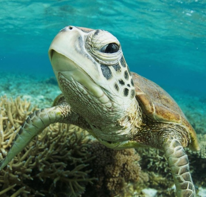 Конечности морских черепах преобразовались в ласты и не могут прятаться под панцирь, как и большая голова.