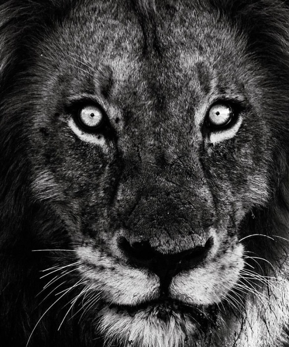 Величественные и грозные львы - самые ленивые хищники в Африке: единственные две вещи, которые могут заставить сытого зверя сдвинуться с места – палящее солнце и опасность.