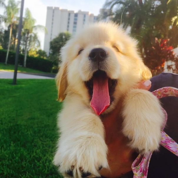 20 забавных фотографий с милейшими щенками породы золотистый ретривер
