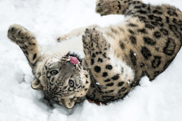 Даже такому благородному, красивому и отважному зверю хочется представить себя маленьким котенком и покачаться в свежевыпавшем снегу.