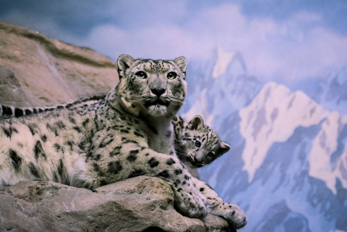 Снежные барсы, которые содержатся в зоопарках, имеют важное значение для сохранения разнообразия и численности этого вида.