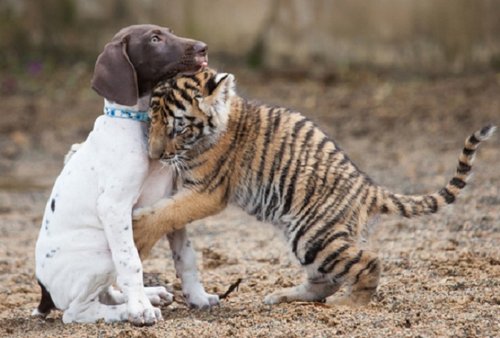 Бенгальский тигренок и щенок стали лучшими друзьями.