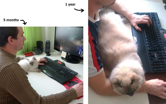 Хозяину этого симпатичного кота теперь необходима клавиатура побольше прежней, чтобы любимец чувствовал себя комфортно.