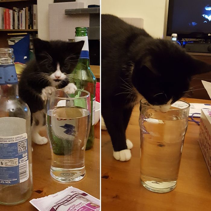 Будучи котенком, черный Флук приучился пить воду из стакана и даже спустя 2 года не упускает возможности продемонстрировать свои выдающиеся способности.