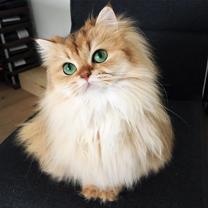 Британский длинношерстный кот, по имени Смузи с изумрудными глазёнками.