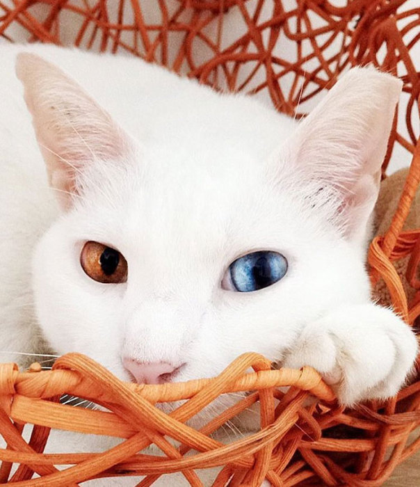 Красивая белая кошка с гетерохромией.