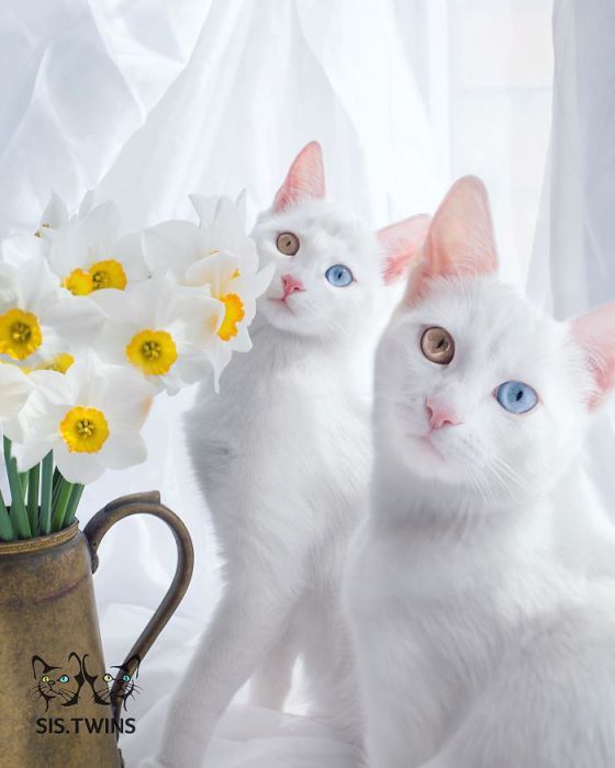 Кошки похожи друг на друга как две капли воды.