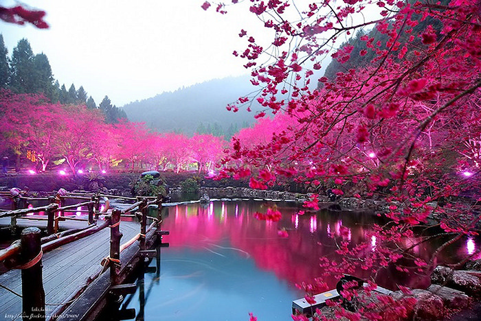 Cherry Blossom Festival, или фестиваль цветущей вишни