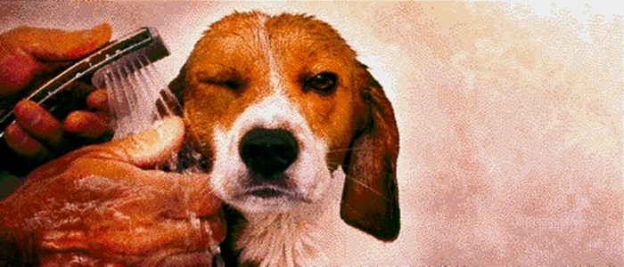 Портрет собаки в технике пуантилизма. Картина Джоэля Брошу (Joel Brochu) из разноцветных сахарных шариков