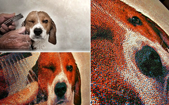 Портрет собаки, состоящий из 221 тысячи сахарных шариков. Картина Джоэля Брошу (Joel Brochu)