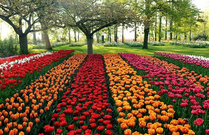 Голландский парк Keukenhof с 7 млн. цветов на 32 га