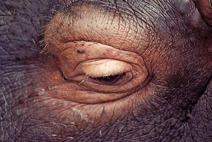 Печальные глаза бегемота, живущего в клетке. *Caged*, фотопроект Оскара Сьютата