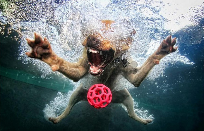 Underwater Dogs. Скоростное подводное фото от Seth Casteel
