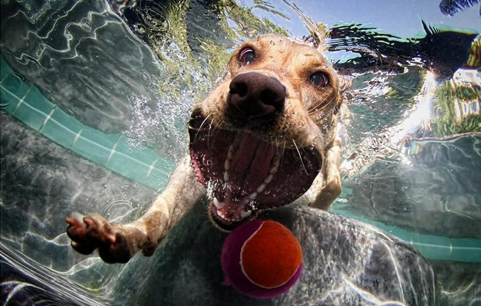культура, животные. Подводные псы. Серия забавных фотографий Underwater Dogs. Давин
