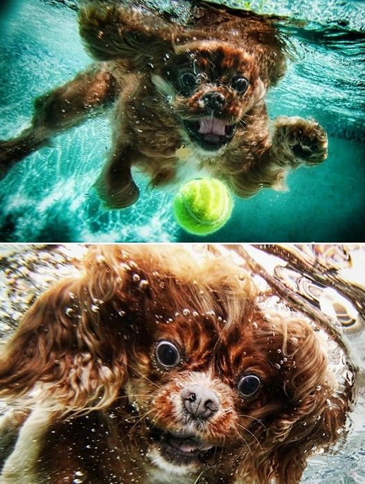 культура, животные. Подводные псы. Серия забавных фотографий Underwater Dogs. Давин
