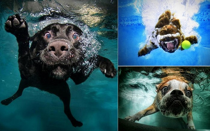 Underwater Dogs.     Seth Casteel