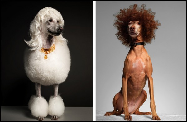 Собаки-модели в проекте Bourgeois Dog