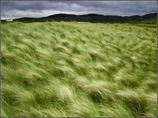 Beach Grass, Scotland