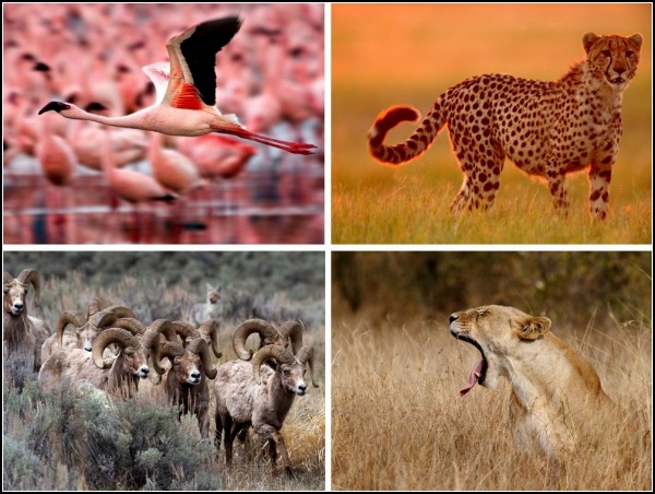 OP-  National Geografic  22-28 