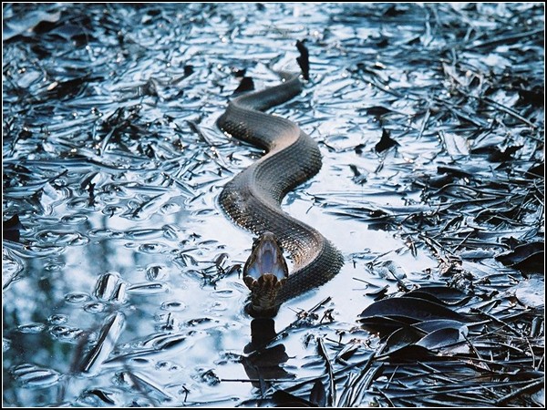 Cottonmouth, North Carolina