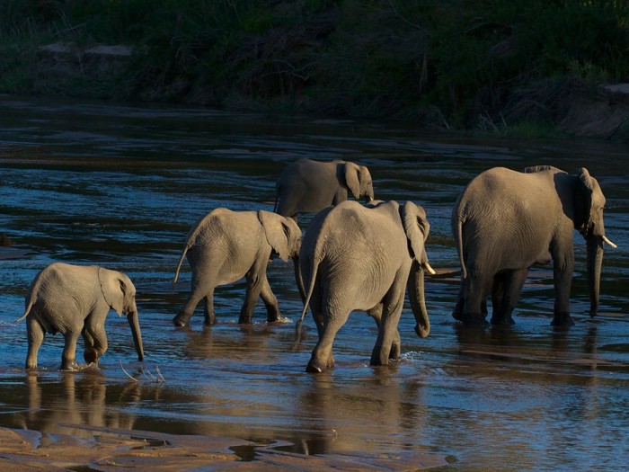 Elephants, South Africa