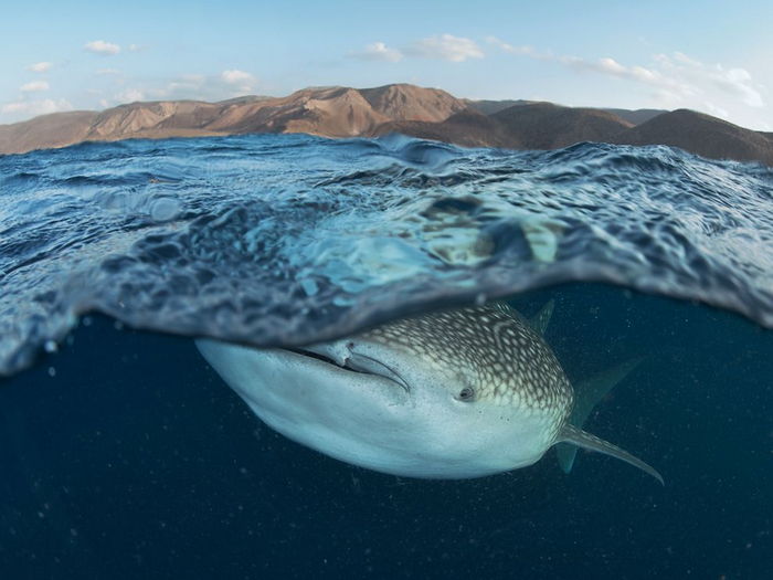 Whale Shark, Gulf of Tadjoura
