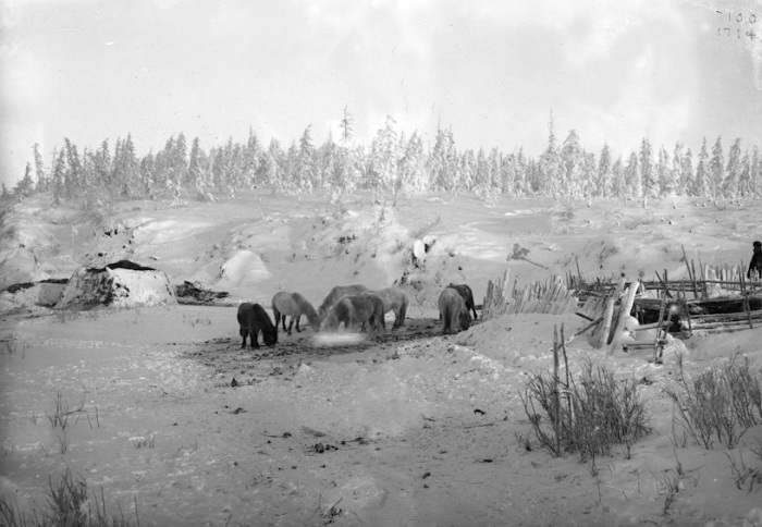 Пастбище вблизи дома якута в полярном регионе. Россия, Якутия, 1902 год.