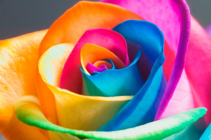rainbow-rose-1.jpg