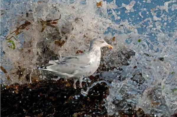 Steve Young, Herring Gull in Wave