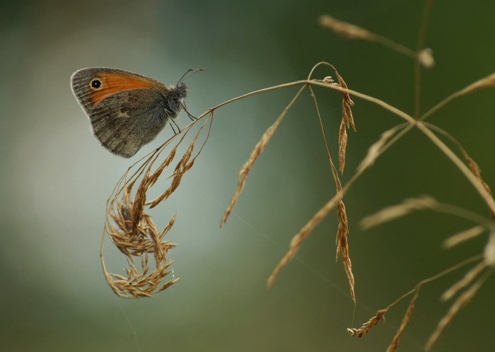 «Ах, лето!»: великолепные макрофотографии бабочек гомельчанина Алексея Чепленко