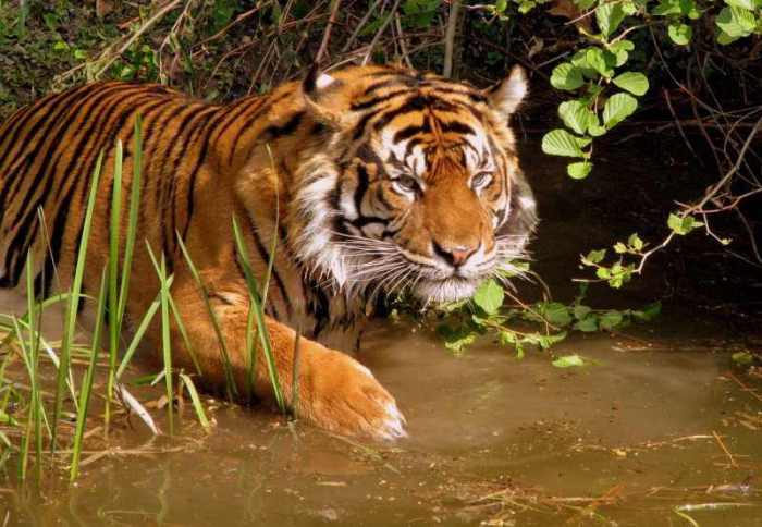 Тигры - обитатели нового леса.