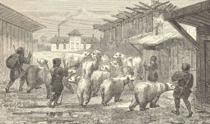 Пастухи гонят стадо медведей.