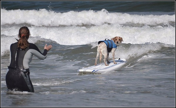 6th-surf-dog-comp33.jpg