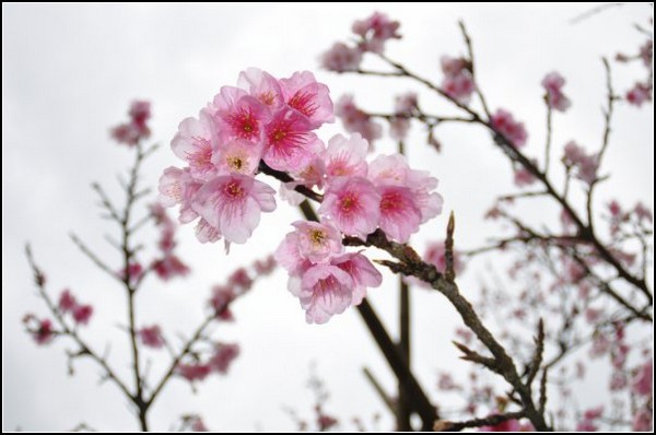 Сакура в цвету - символ Японии