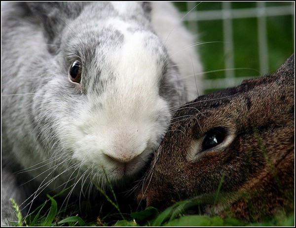 Любовь и кролики: нежная пара