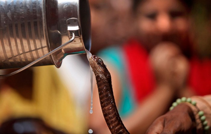 Индийские фестивали: змея пьет молока на Наг Панчами. Фото Чани Анана